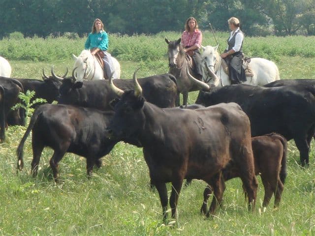 Francia: la Camargue