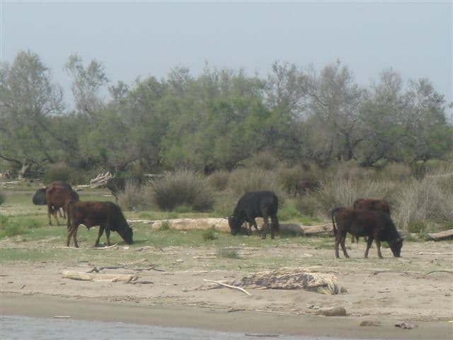 Francia: la Camargue
