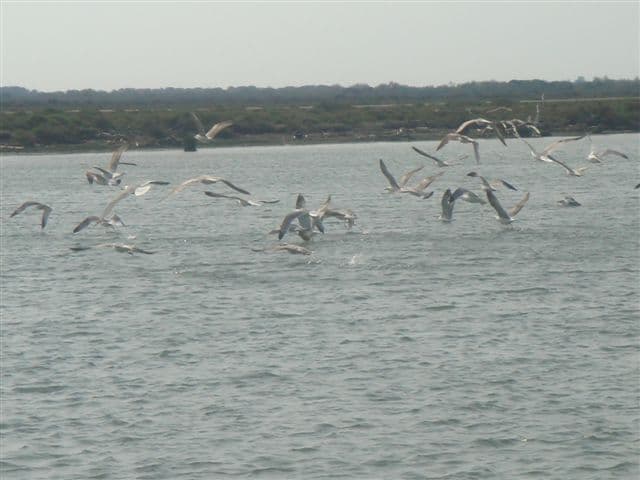 Francia: la Camargue