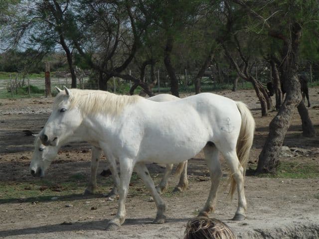 Francia: la Camargue