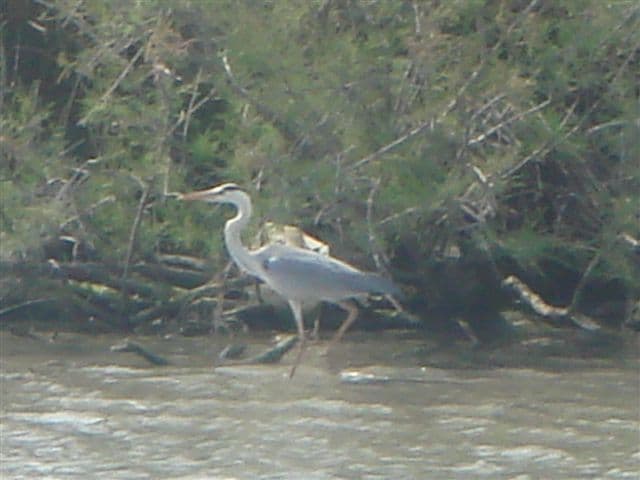 Francia: la Camargue